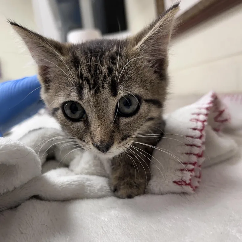 A baby small-sized male Brown / Chocolate Domestic Short Hair cat named Jamocha for adoption in Bastrop, TX