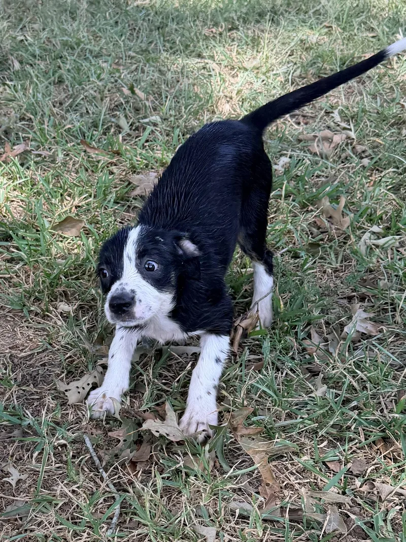 A young medium-sized female Black Terrier dog named Wanda for adoption in Baker, LA