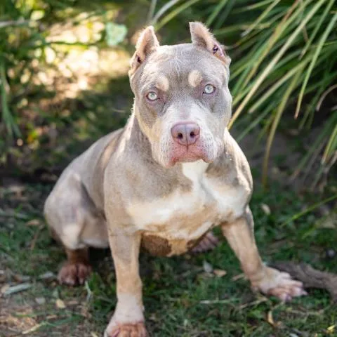 An adult large-sized female Pit Bull Terrier dog named A for adoption in Camarillo, CA