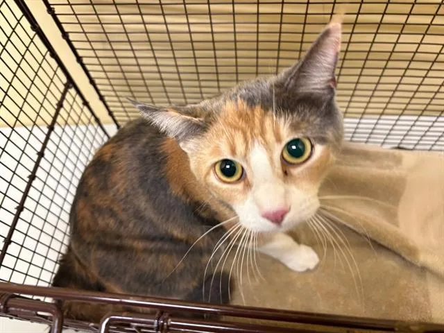 A young small-sized female Domestic Short Hair cat named Nikki for adoption in Tustin, CA