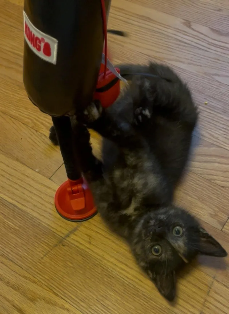 A baby medium-sized female Domestic Short Hair cat named Tula for adoption in Lancaster, PA