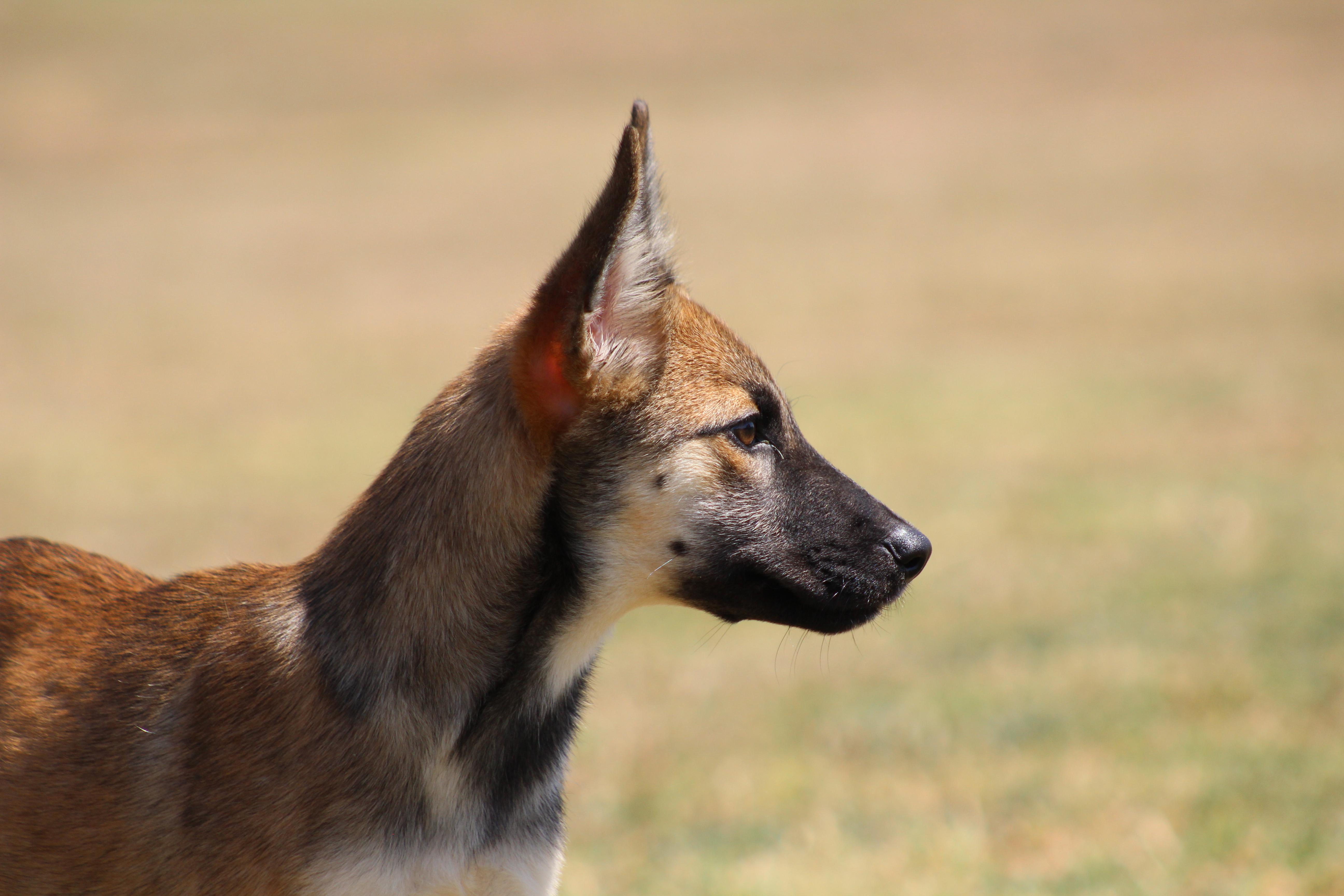 A baby medium-sized female Tricolor (Brown, Black, & White) Shepherd dog named Moana for adoption in Temple, TX