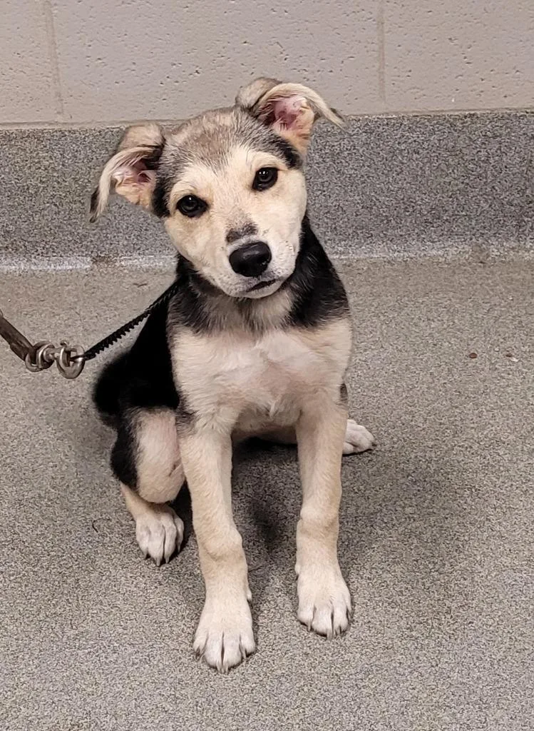 A baby small-sized female Shepherd dog named Genevieve for adoption in Hopkinsville, KY