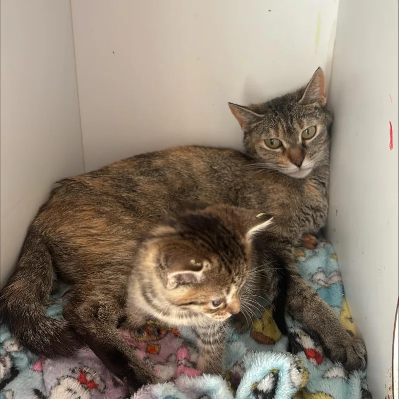 A young small-sized female Torbie Domestic Short Hair cat named Carnitas for adoption in Kanab, UT