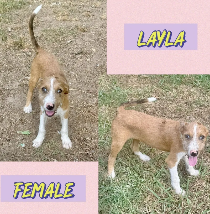 A baby medium-sized female Wirehaired Terrier dog named Layla for adoption in Manchester, CT