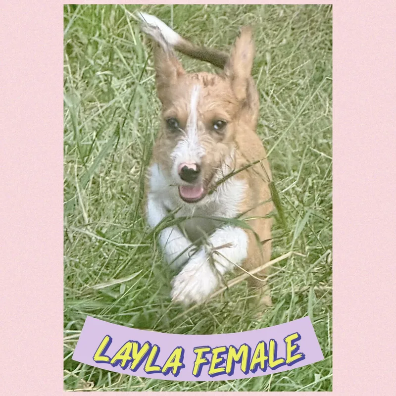 Layla thumbnail 2