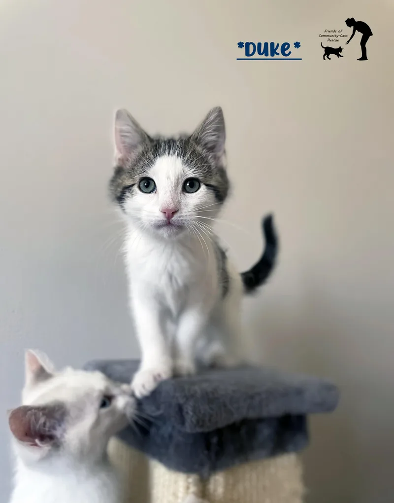 A young medium-sized male Tabby (Brown / Chocolate) Domestic Short Hair cat named Duke for adoption in Centerville, UT