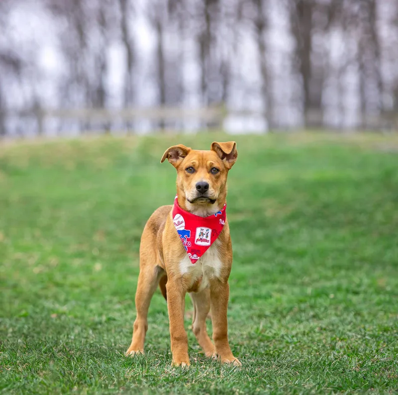 Shep Mix Pups Male thumbnail 2