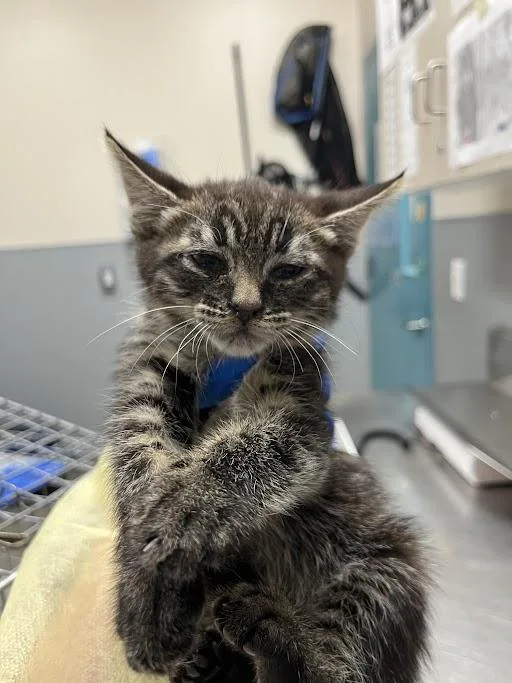 A baby medium-sized male Domestic Short Hair cat named A for adoption in Las Vegas, NV