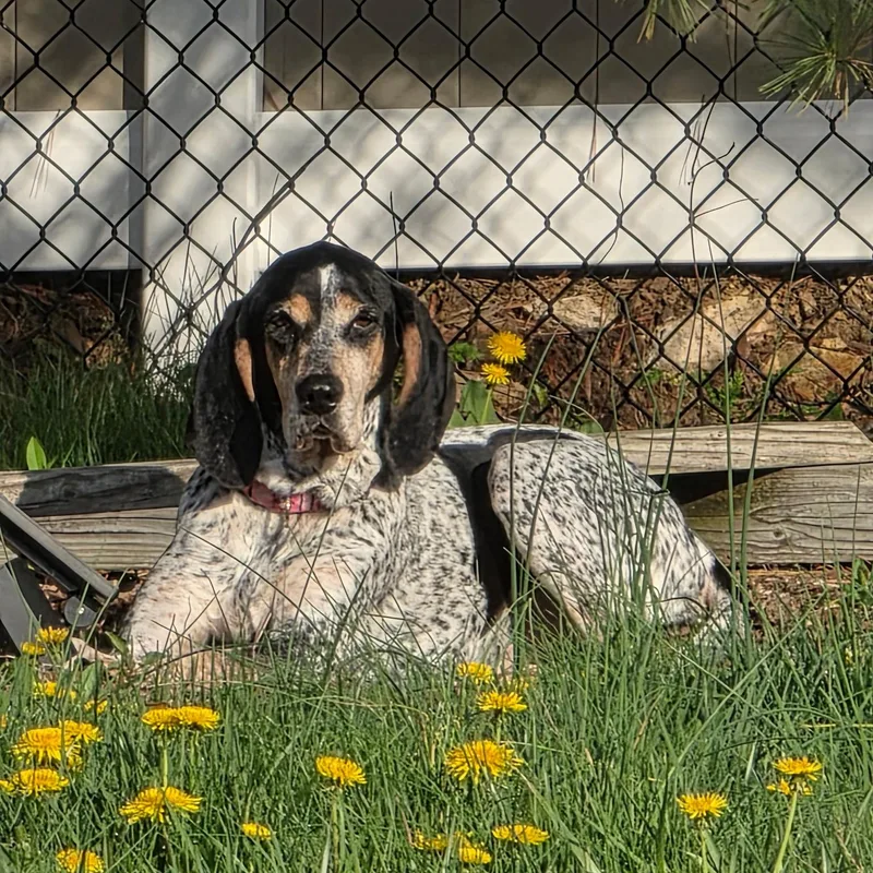 An adult medium-sized female Tricolor (Brown, Black, & White) Bluetick Coonhound dog named Lucy for adoption in Wayne, NJ