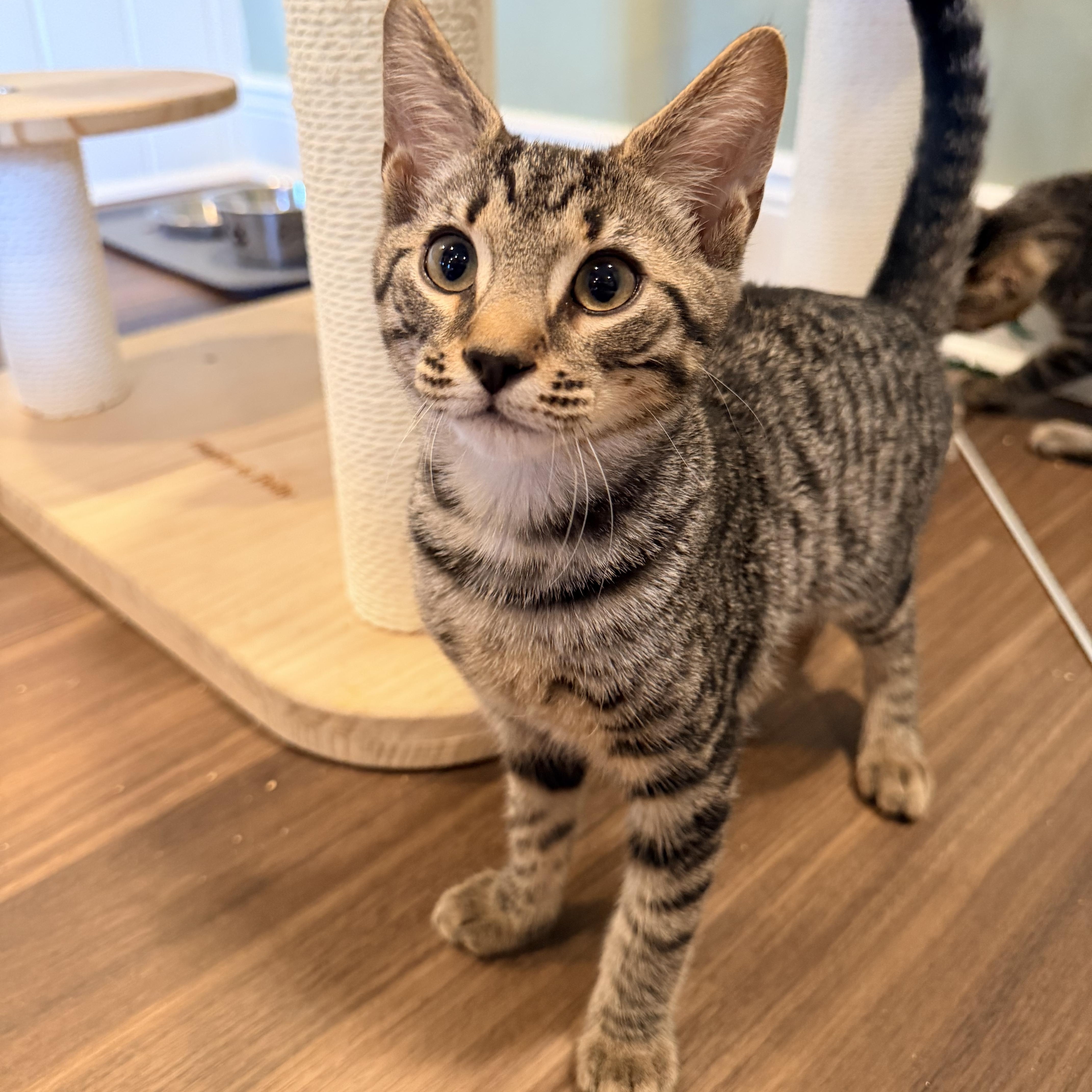 A baby small-sized male Tabby (Brown / Chocolate) Domestic Short Hair cat named Cassian for adoption in Bellmawr, NJ