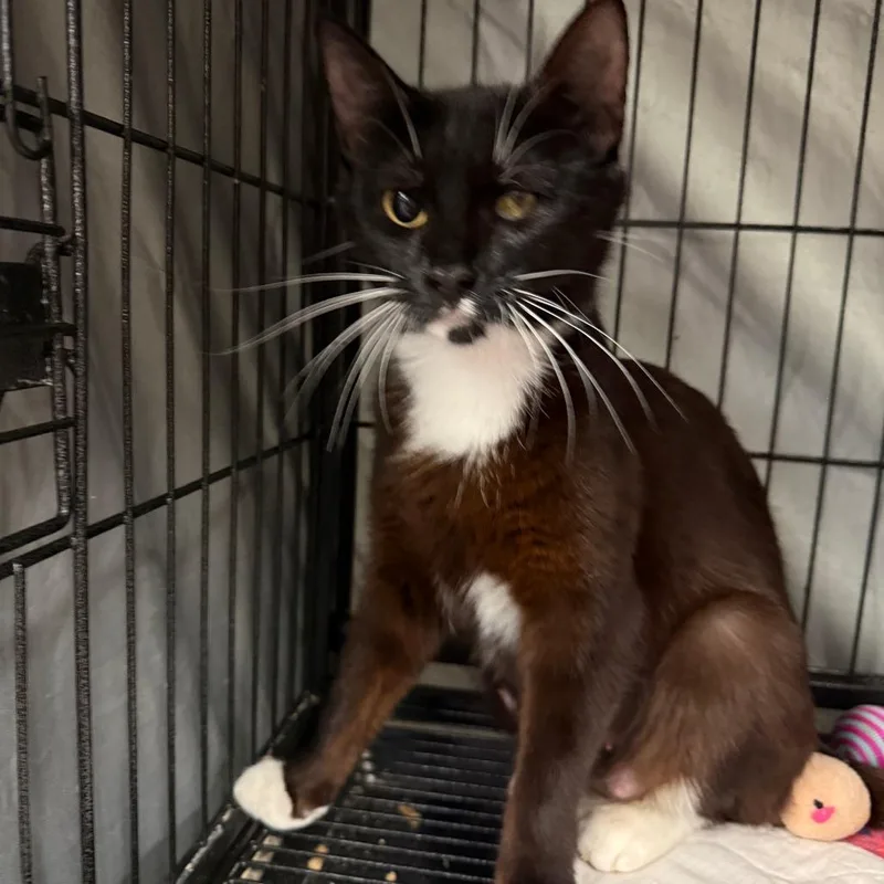 A young small-sized female Black Domestic Short Hair cat named Chassis for adoption in Richmond, IN