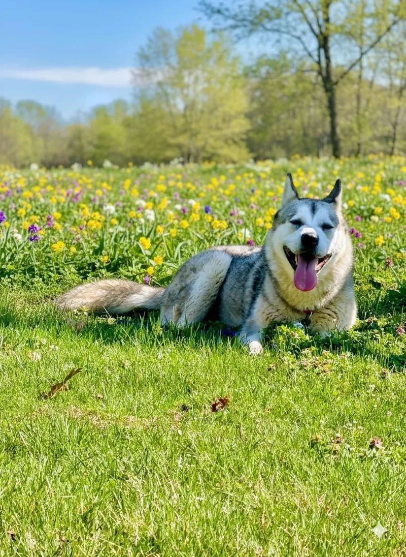 A young large-sized female Alaskan Malamute dog named Sienna for adoption in Berryville, VA