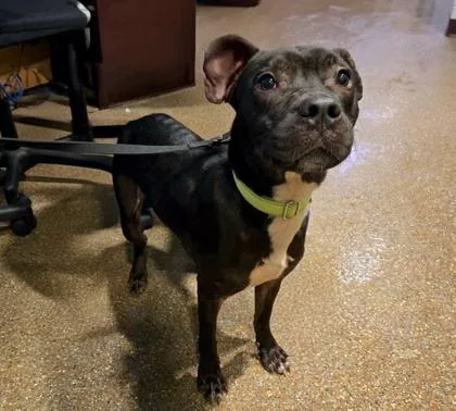 A young medium-sized male Terrier dog named A Archie for adoption in North Charleston, SC