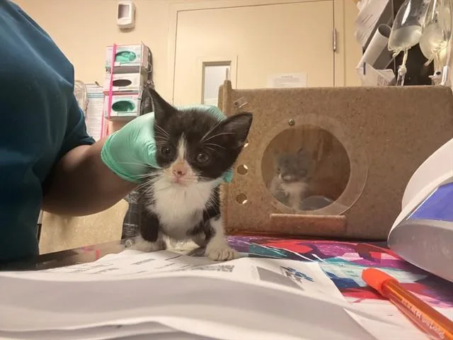 A baby small-sized female Domestic Short Hair cat named Penny for adoption in Riverside, CA
