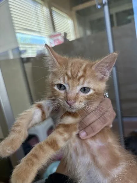 A baby small-sized male Domestic Short Hair cat named Pumpkin for adoption in Kennewick, WA
