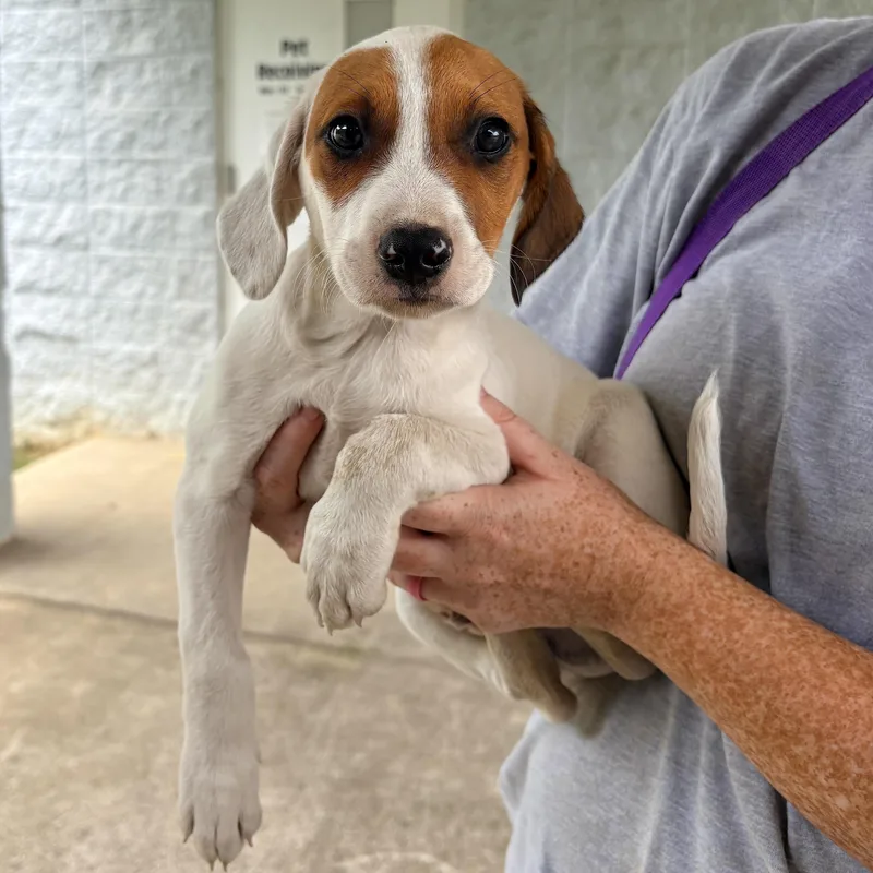 A baby medium-sized male Spaniel dog named Parker for adoption in Chicago, IL