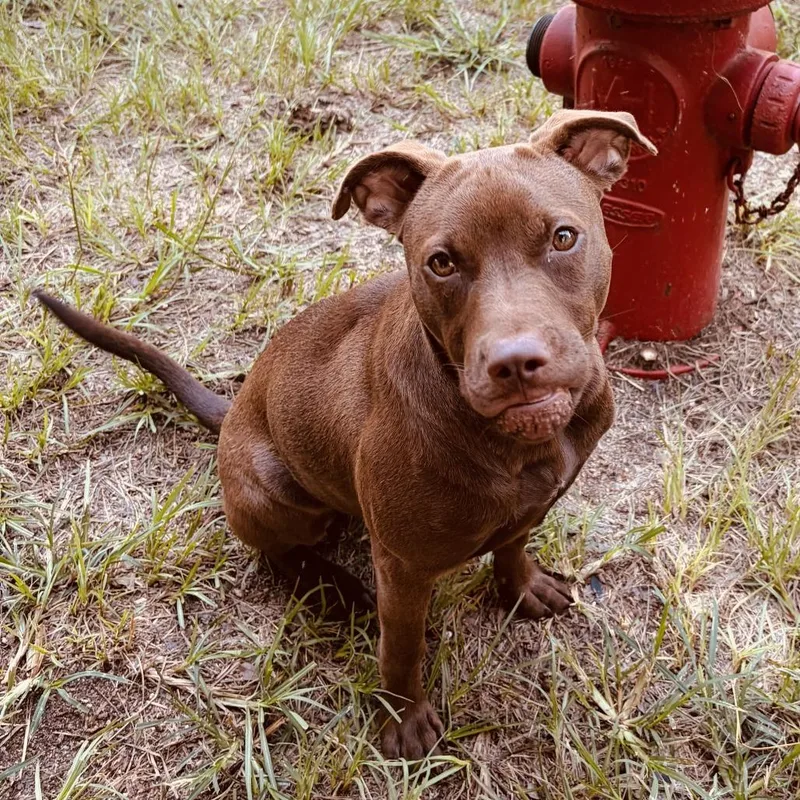 A young medium-sized female Brown / Chocolate Pit Bull Terrier dog named Izzy for adoption in North Dighton, MA