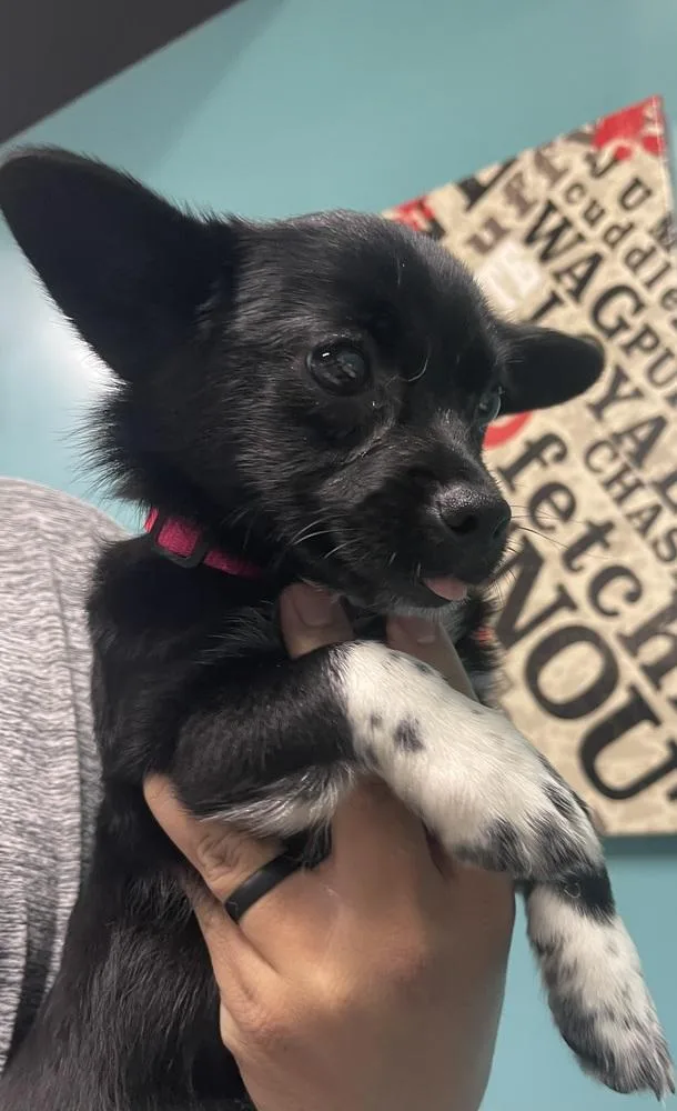 A baby small-sized female Chihuahua dog named Tiny for adoption in Chattanooga, TN