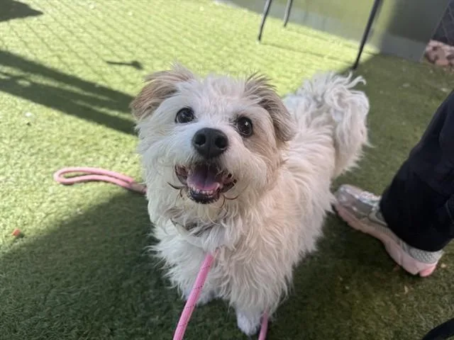 A young small-sized female Parson Russell Terrier dog named Pastina for adoption in Phoenix, AZ