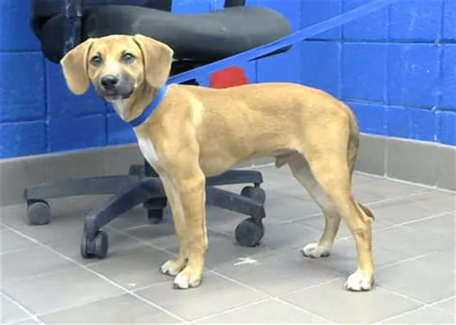 A baby small-sized male Labrador Retriever dog named Sammy for adoption in Albuquerque, NM