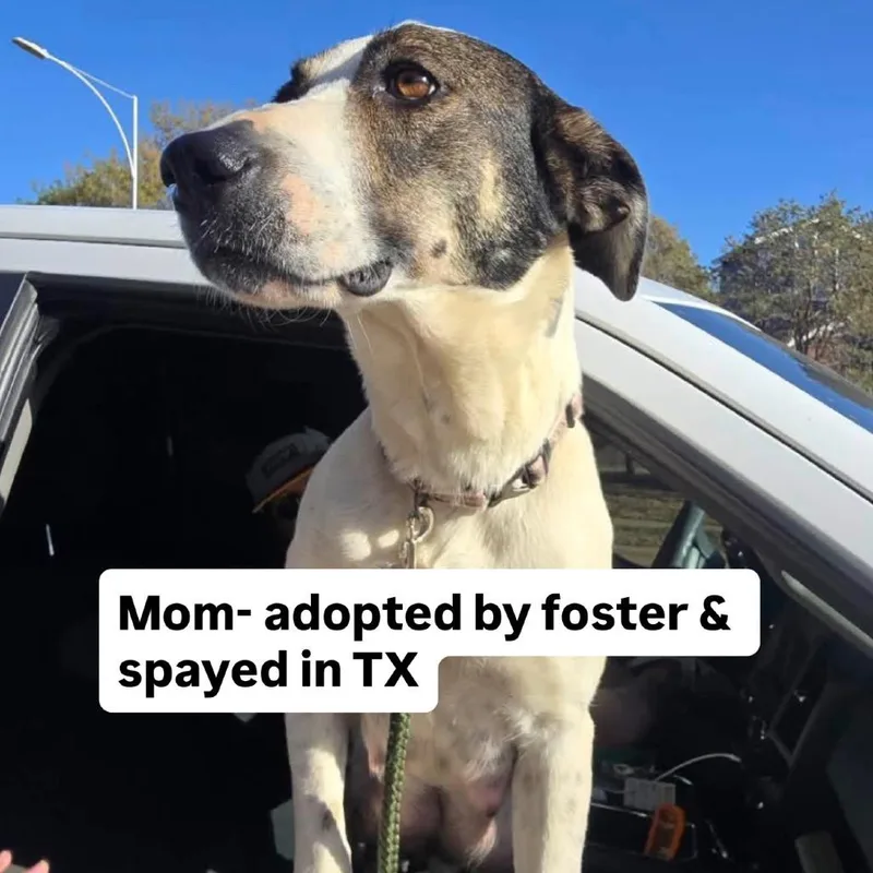 A baby small-sized female Anatolian Shepherd dog named Dolly for adoption in Parker, CO