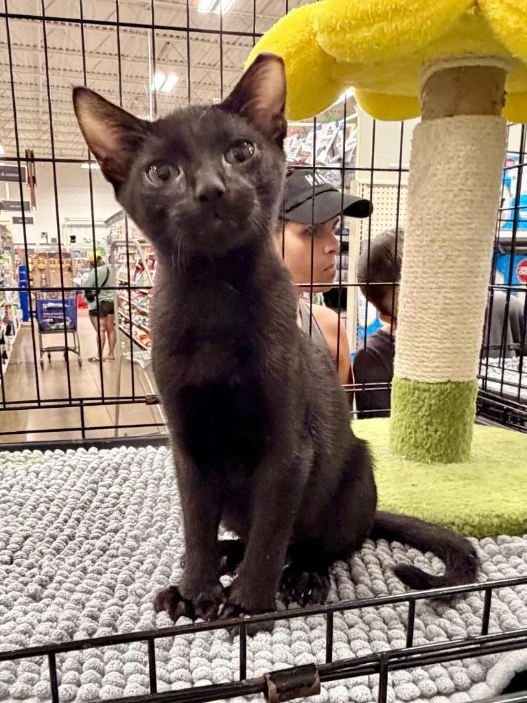 A baby small-sized male Domestic Short Hair cat named Midas for adoption in Augusta, GA