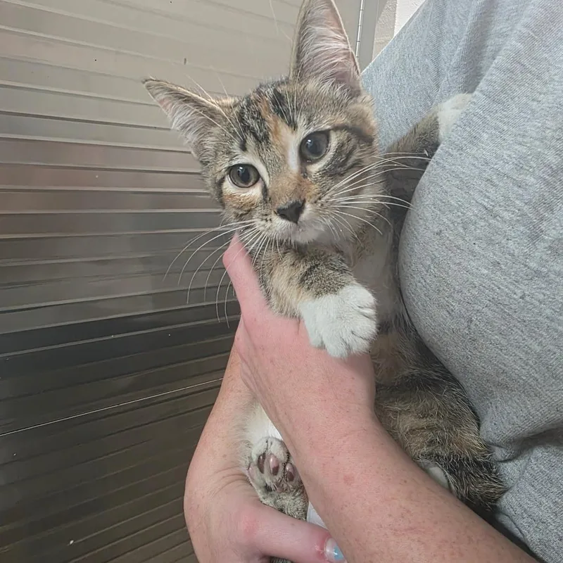 A baby small-sized female Brown / Chocolate Domestic Short Hair cat named Nala for adoption in Clanton, AL