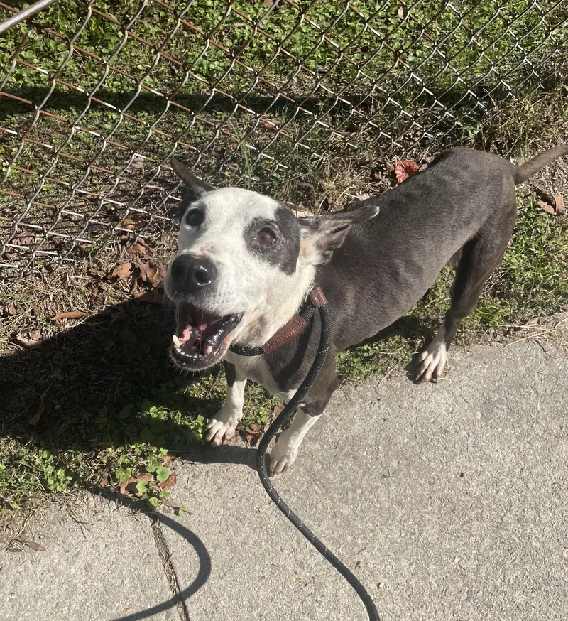 A senior medium-sized female Pit Bull Terrier dog named Monique for adoption in Petersburg, VA