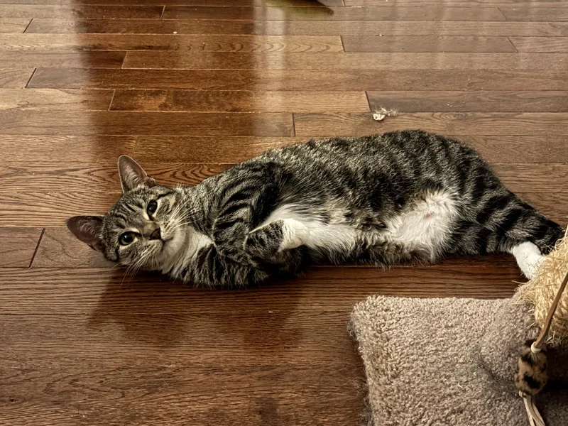 An adult medium-sized female Tabby (Brown / Chocolate) Domestic Short Hair cat named Squeaky for adoption in Lemoyne, PA