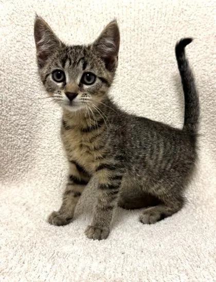 A young medium-sized female Domestic Short Hair cat named Pebbles for adoption in Buffalo, MN