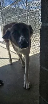 An adult large-sized female Akita dog named Ritz for adoption in Edgewood, NM