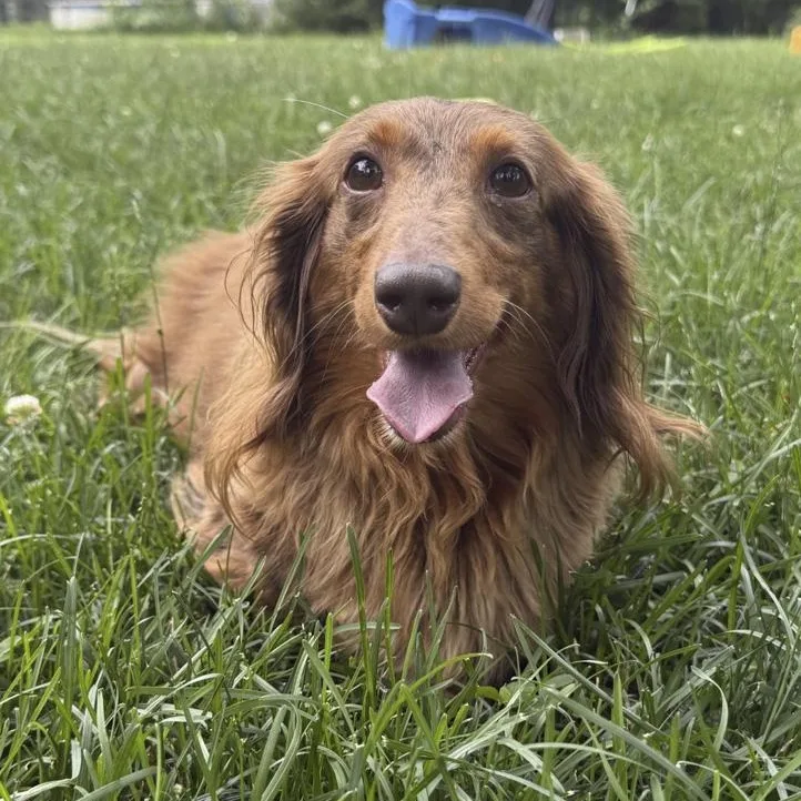 A senior small-sized female Dachshund (Long Haired) dog named Layla for adoption in Toledo, OH