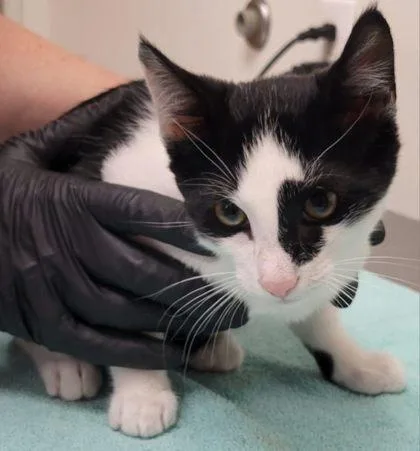 A baby small-sized male Domestic Short Hair cat named Cowboy for adoption in Eugene, OR