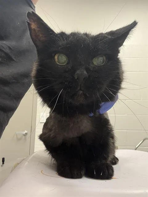 A senior medium-sized female Domestic Short Hair cat named Mort for adoption in Indianapolis, IN