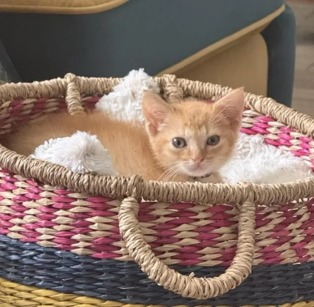 A baby small-sized male Domestic Short Hair cat named Tango for adoption in Houston, TX
