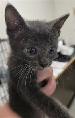 A baby small-sized male Domestic Short Hair cat named Sawdust for adoption in Van Nuys, CA