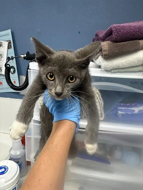 A baby small-sized male Domestic Short Hair cat named Levi for adoption in Santa Cruz, CA
