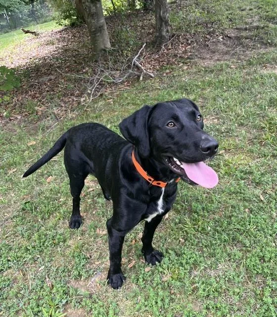 An adult large-sized male Tricolor (Brown, Black, & White) Labrador Retriever dog named Drake for adoption in Mocksville, NC