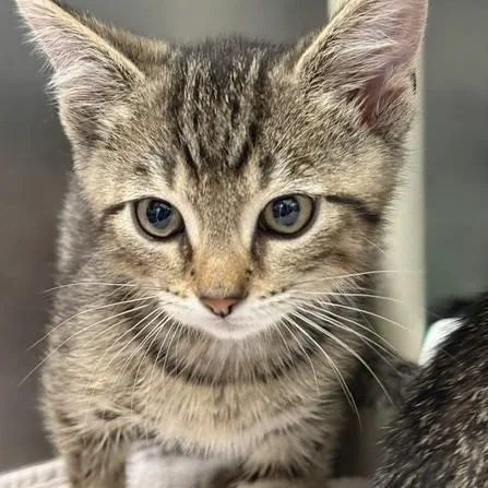 A baby medium-sized male Tabby (Buff / Tan / Fawn) Domestic Short Hair cat named Kracken for adoption in Honesdale, PA