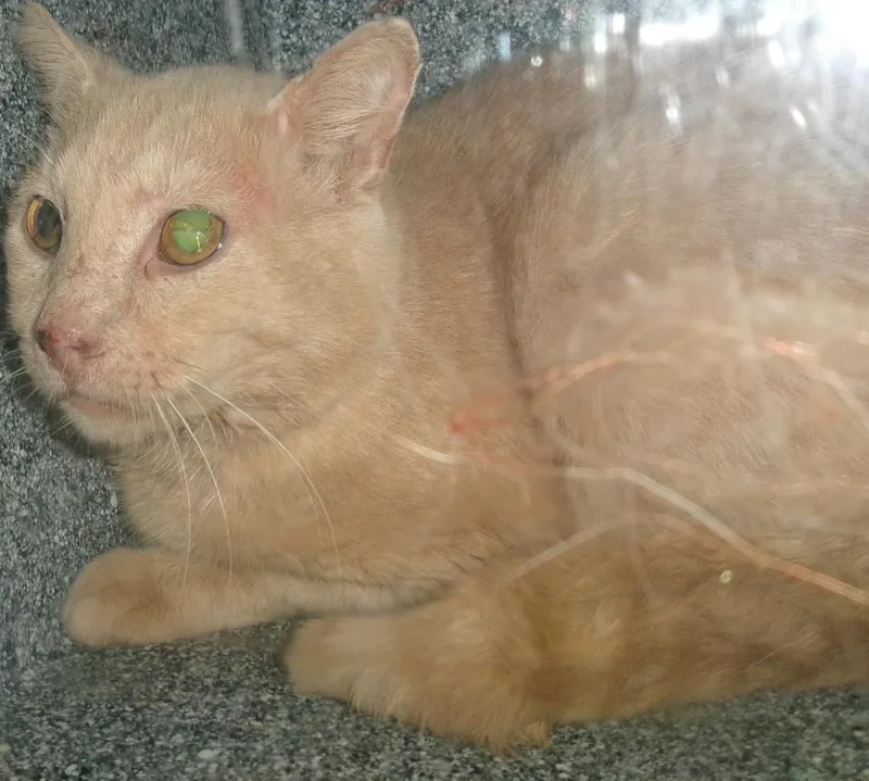 An adult medium-sized male Orange / Red Domestic Short Hair cat named Hubert for adoption in Plover, WI