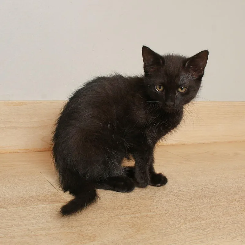 A baby small-sized female Black Domestic Short Hair cat named Cricket  C for adoption in Minnetonka, MN