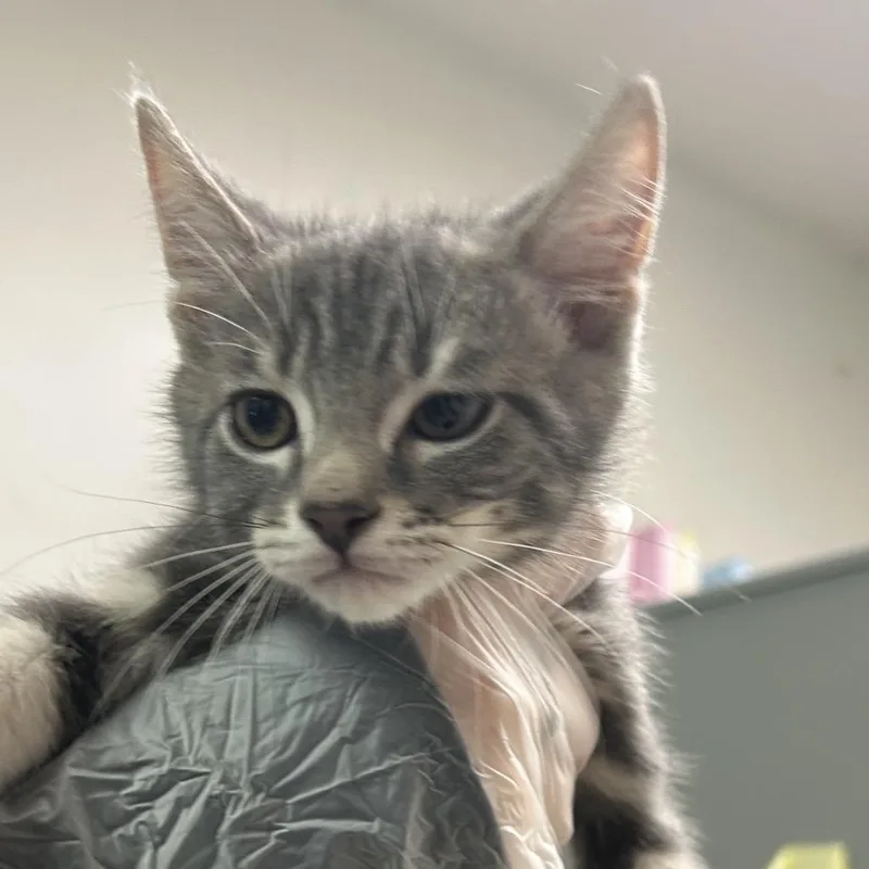 A baby small-sized female Gray / Blue / Silver Domestic Medium Hair cat named Nayun for adoption in Charleston, WV