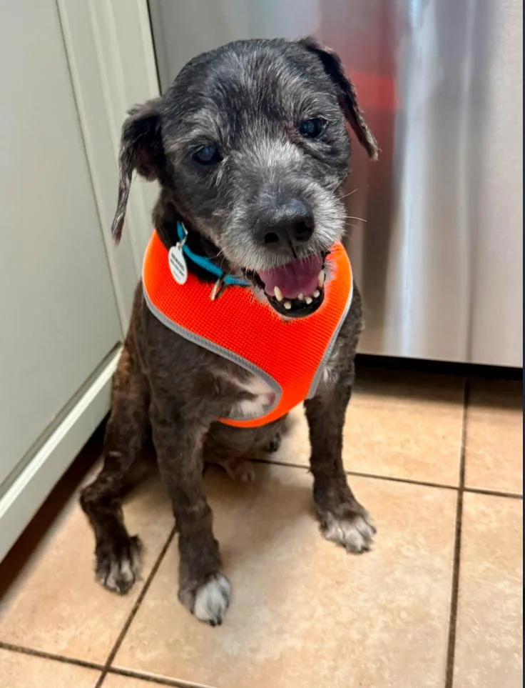 A senior medium-sized male Portuguese Water Dog dog named Lucky for adoption in Los Angeles, CA