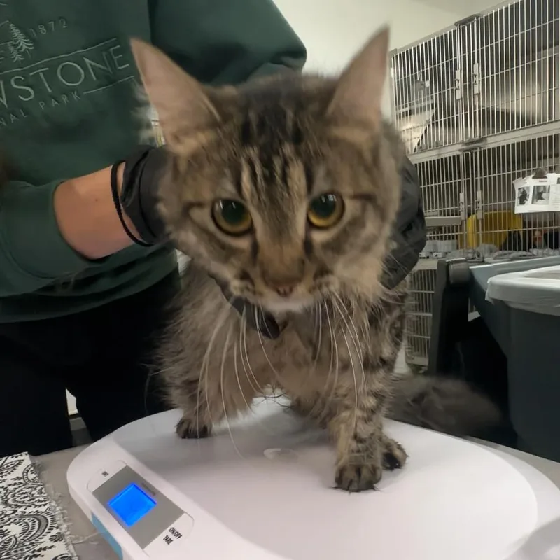 A young medium-sized female Domestic Medium Hair cat named Squirt for adoption in Manhattan, KS