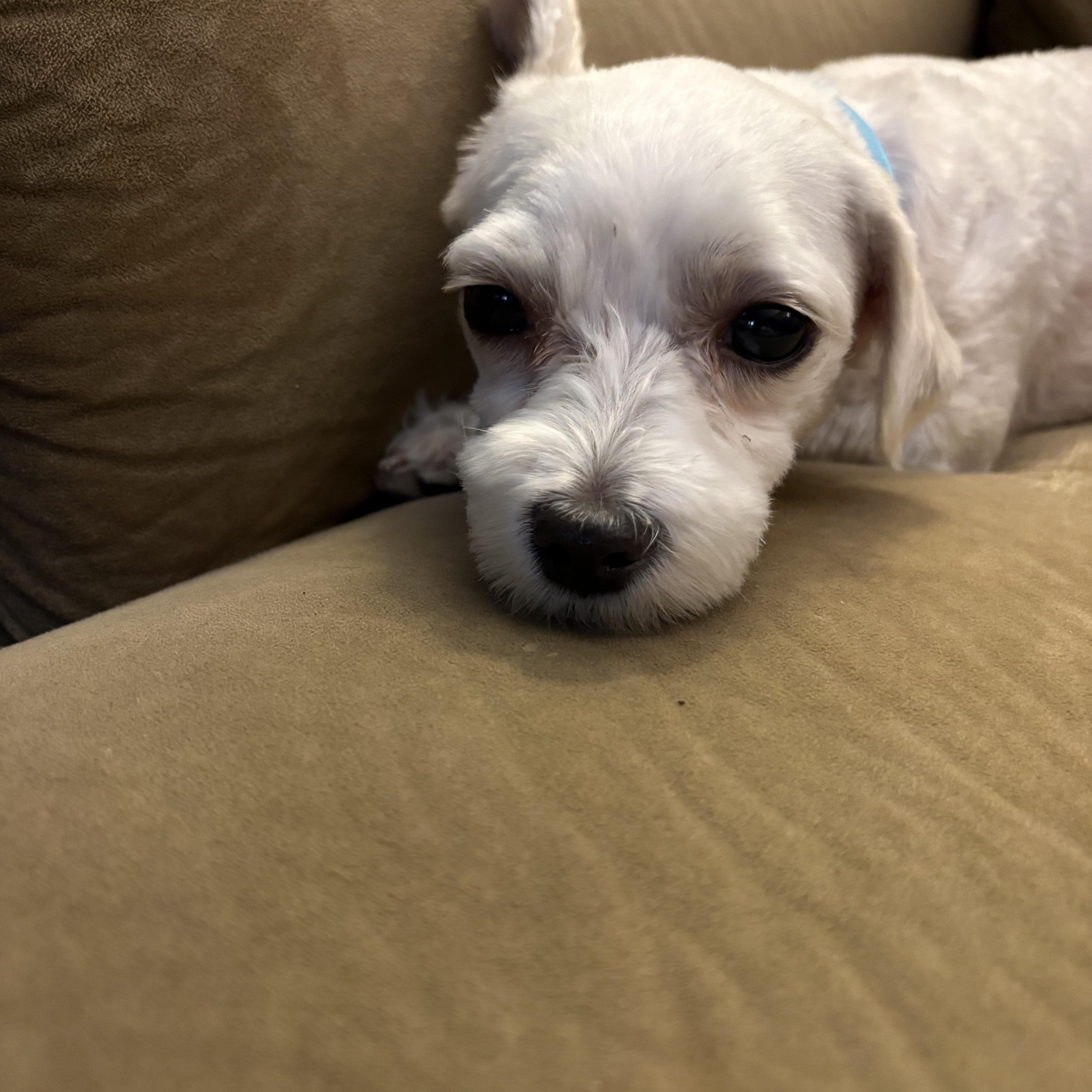 A young small-sized female Maltese dog named Fawn for adoption in Kutztown, PA
