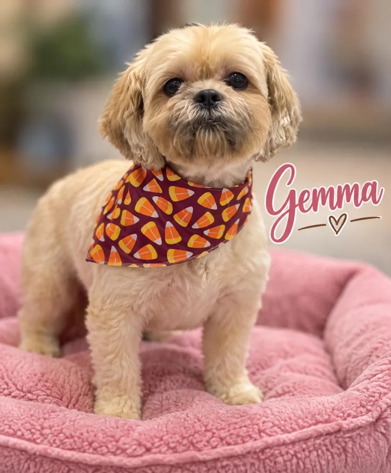 A young small-sized female Yellow / Tan / Blond / Fawn Shih Tzu dog named Gemma for adoption in Momence, IL
