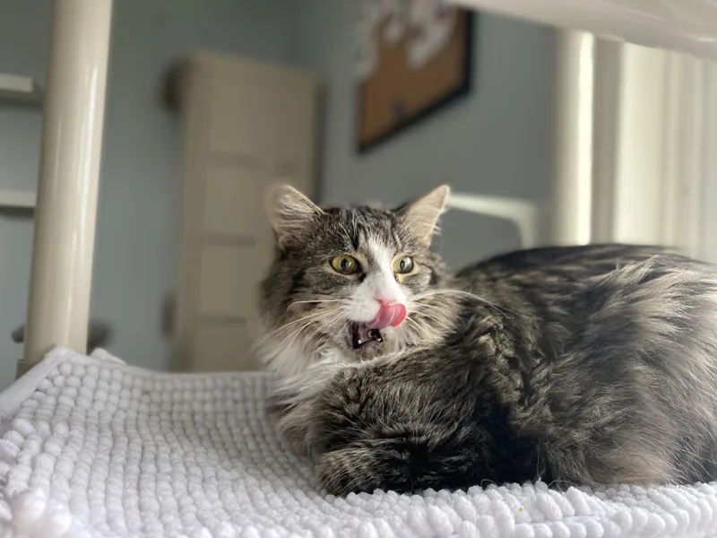 Creme Brulee thumbnail 2