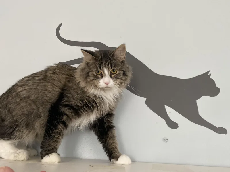 Creme Brulee thumbnail 3