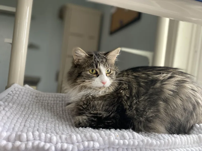 Creme Brulee thumbnail 4